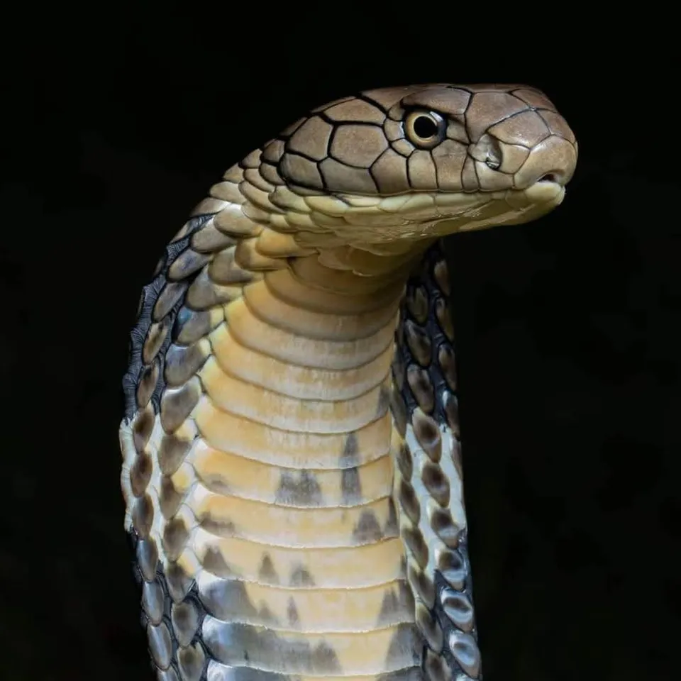 KingCobra sailantKillar
