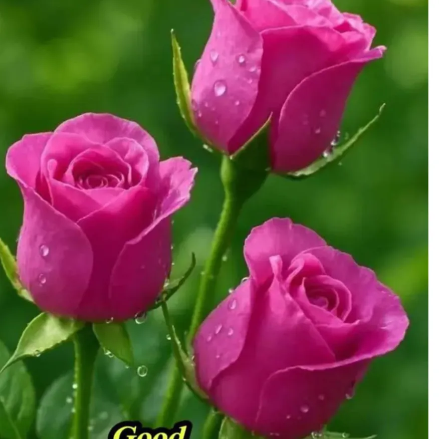 rajesh rajesh