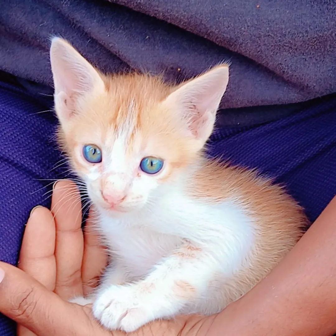 Aryan Kengar