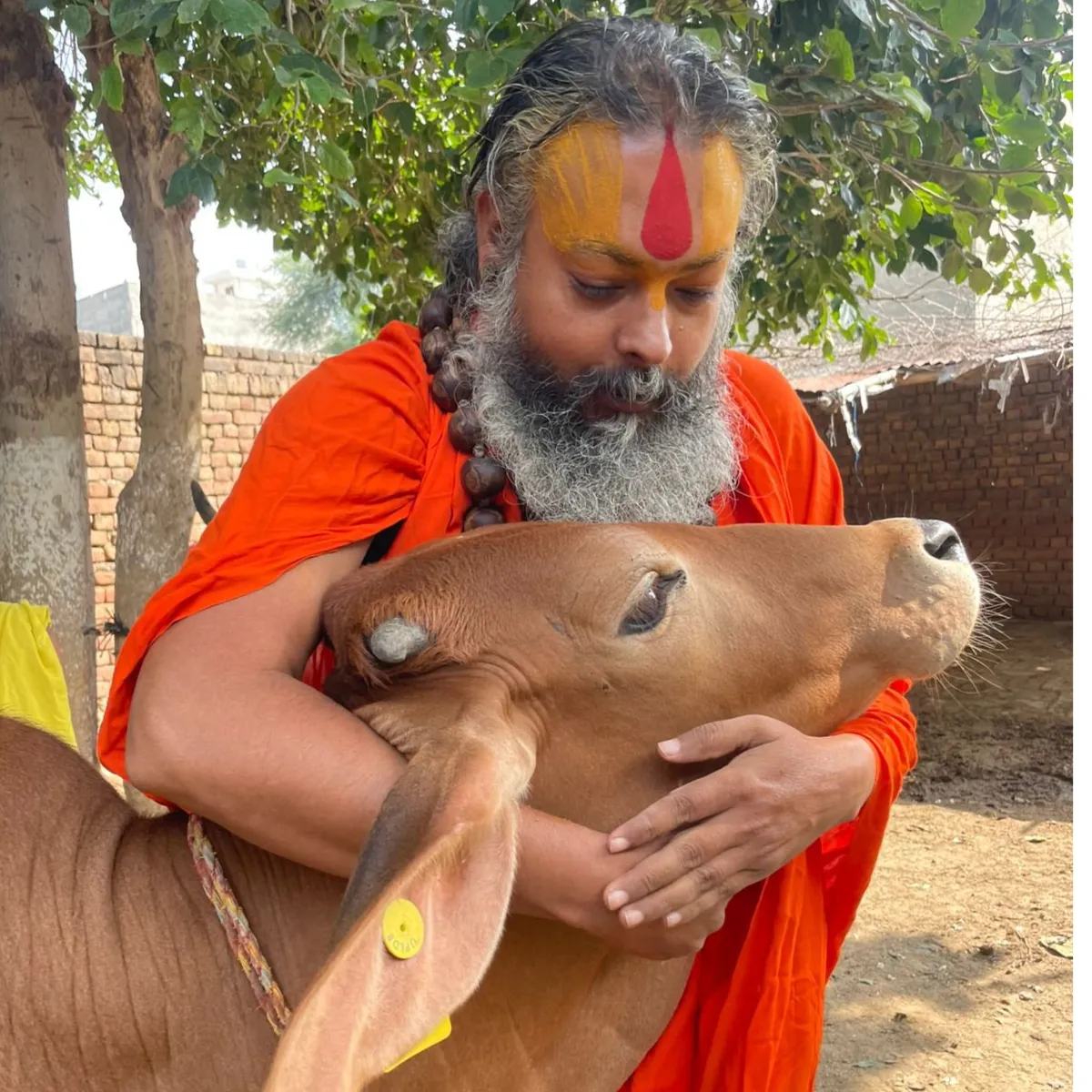 आशीष सैनी