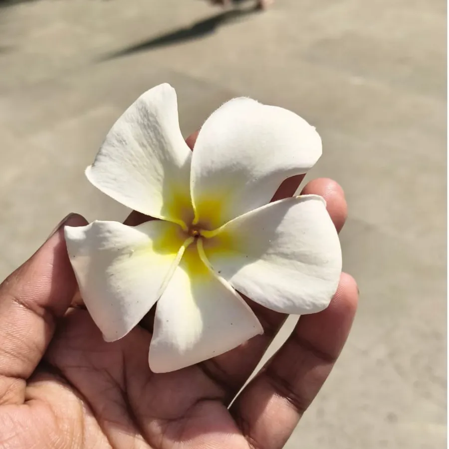 अजय निषाद