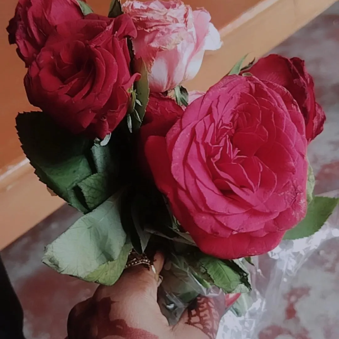 lado _07