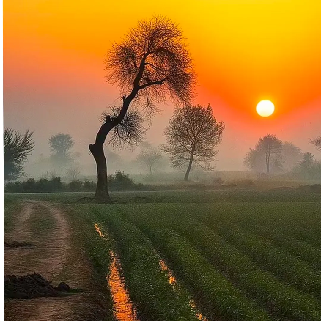 Bishnoi status