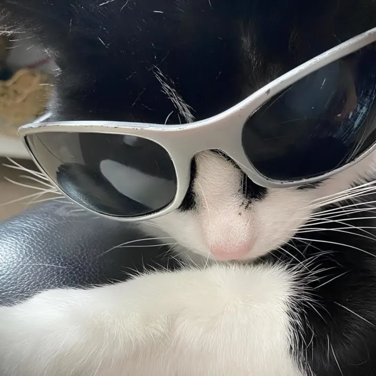 Pussy ㅤ