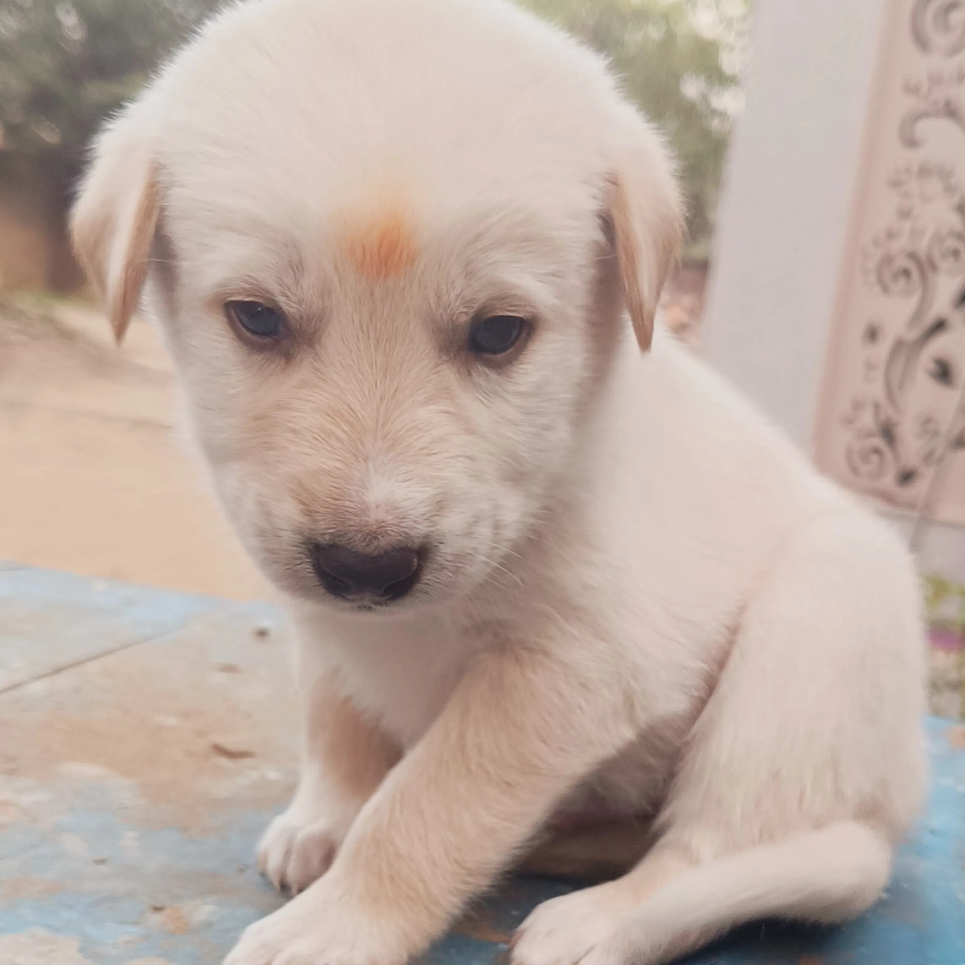 sanjay meena