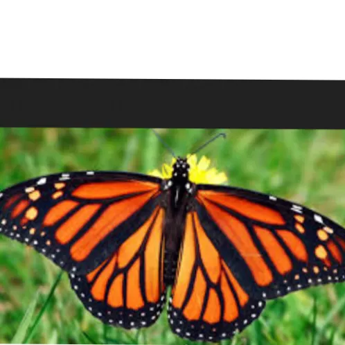 butterfly rangoli