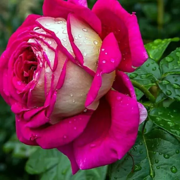 Balaji S
