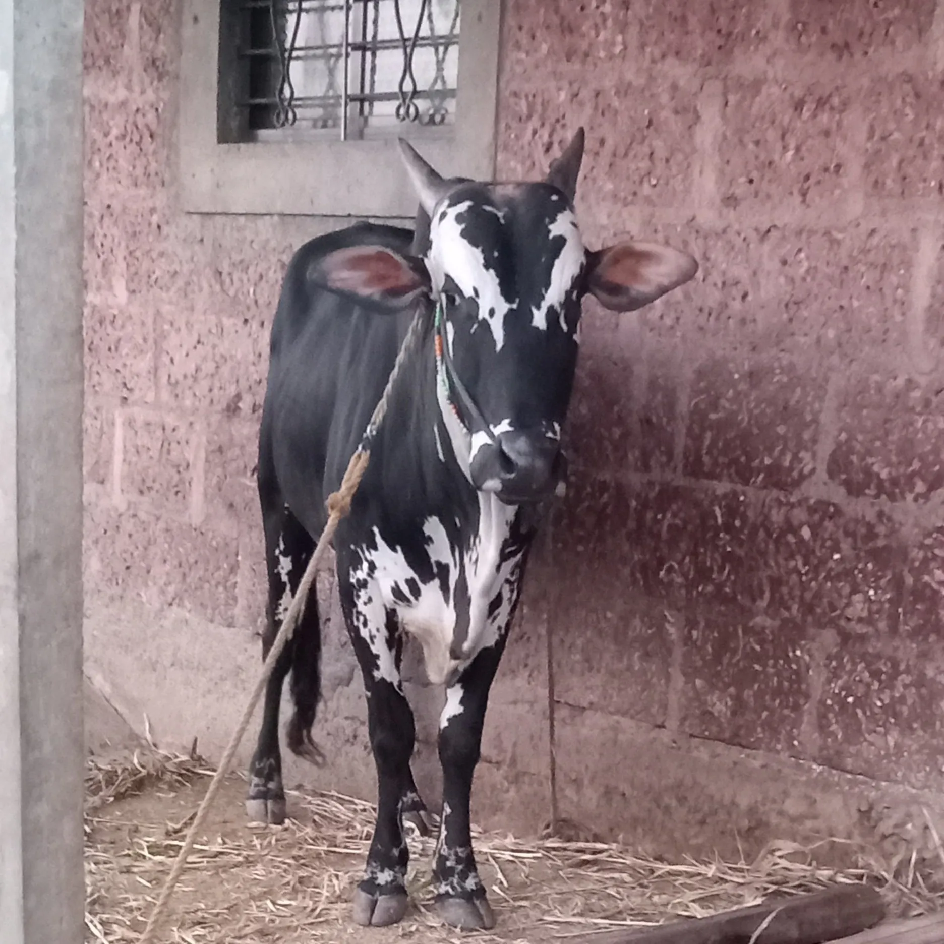 HanamatBharamappaSannammanavar sannammanavar