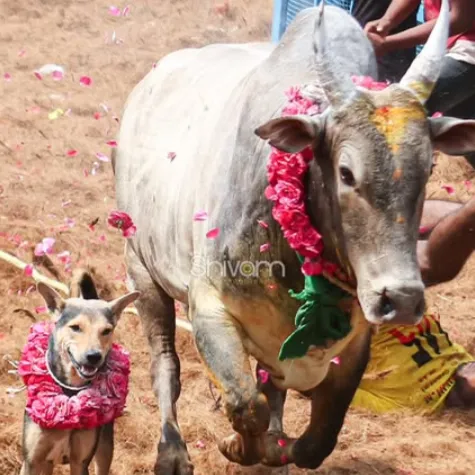 பால சுதா