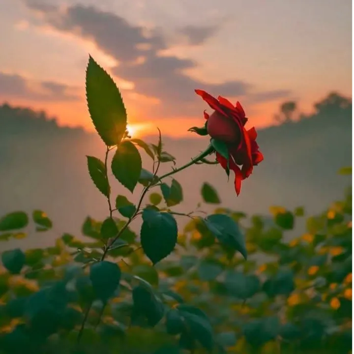 Hariom Rana