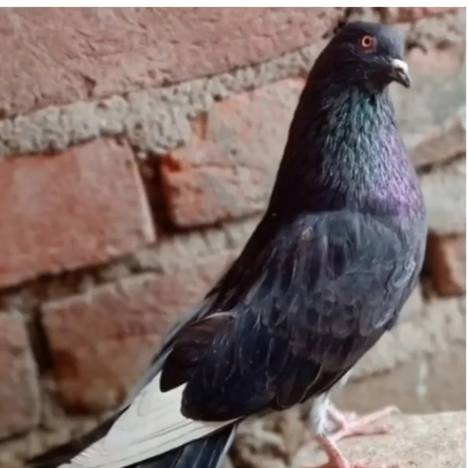 Sanjay Pal