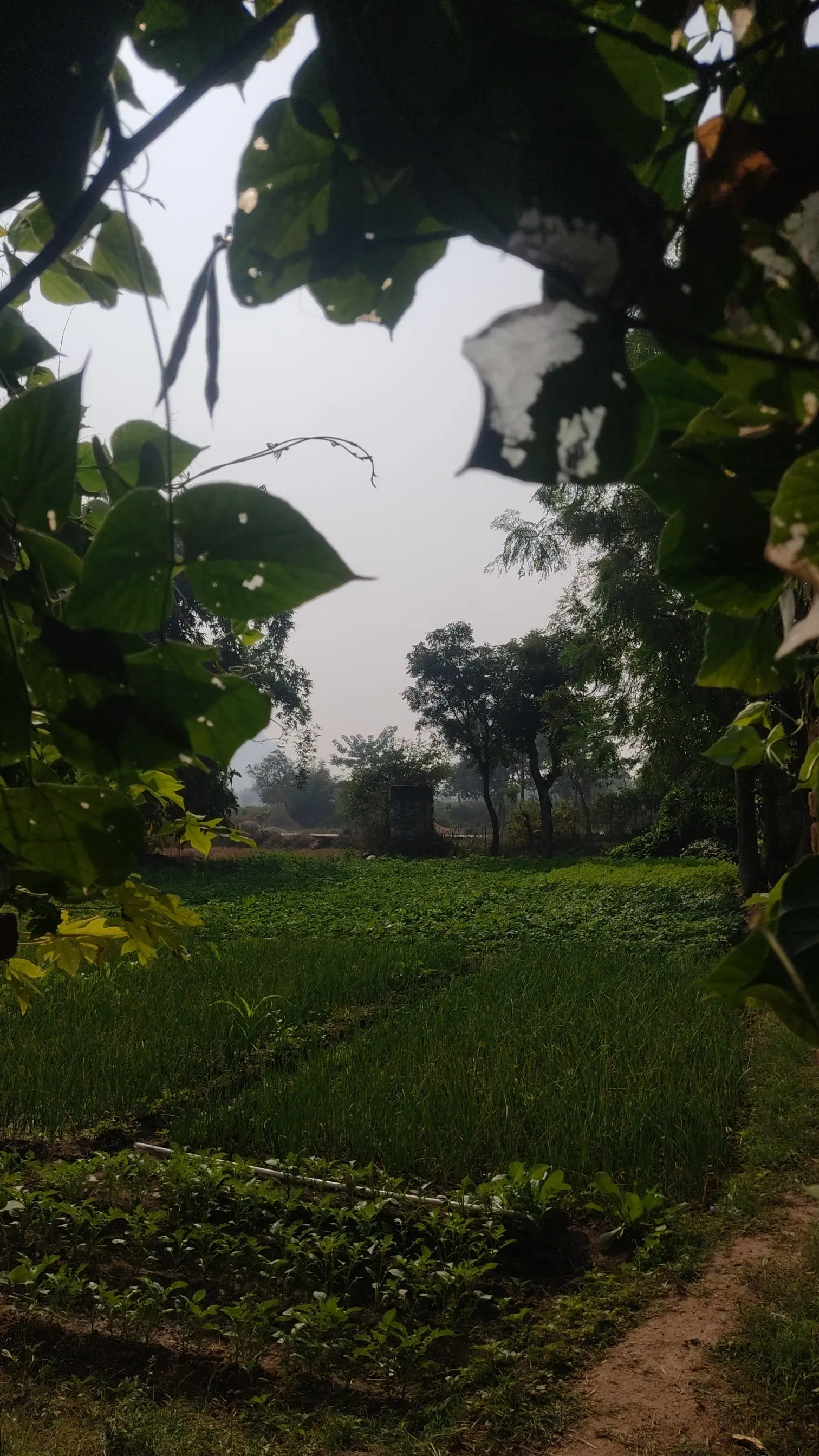 Fija Khatun