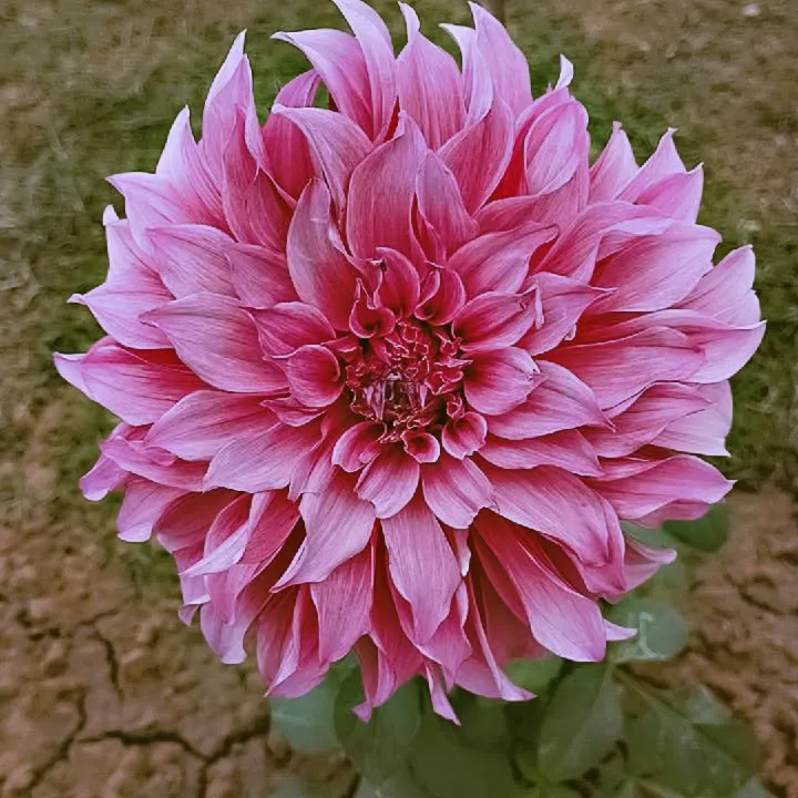 Jaikeykapil Jatav
