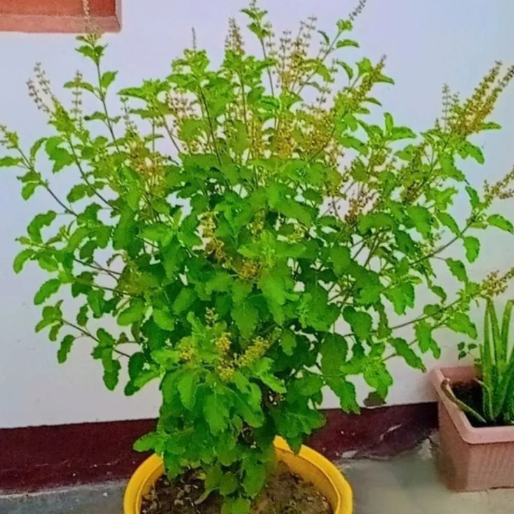 Badal Kumar