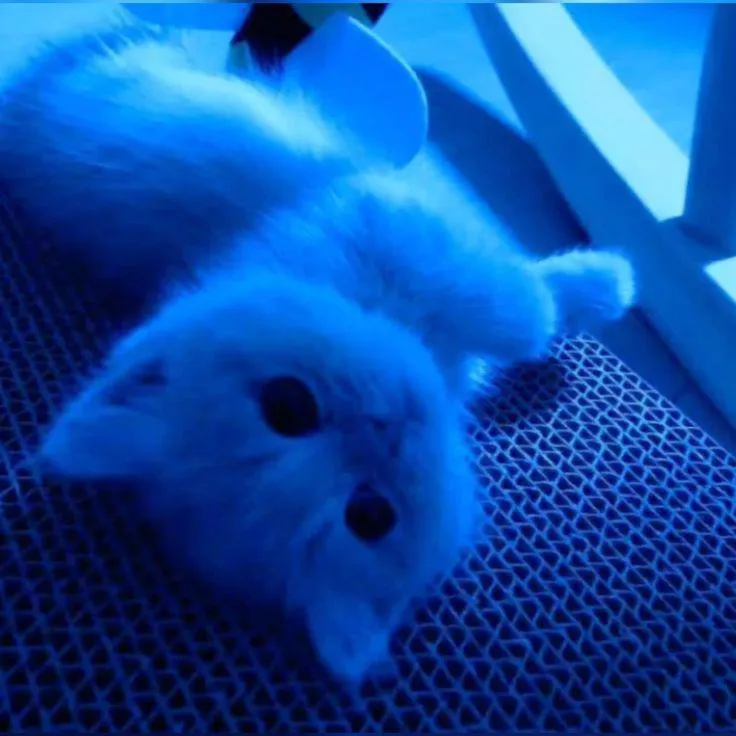 𝐋ʏʀɪᴄᴀʟ .