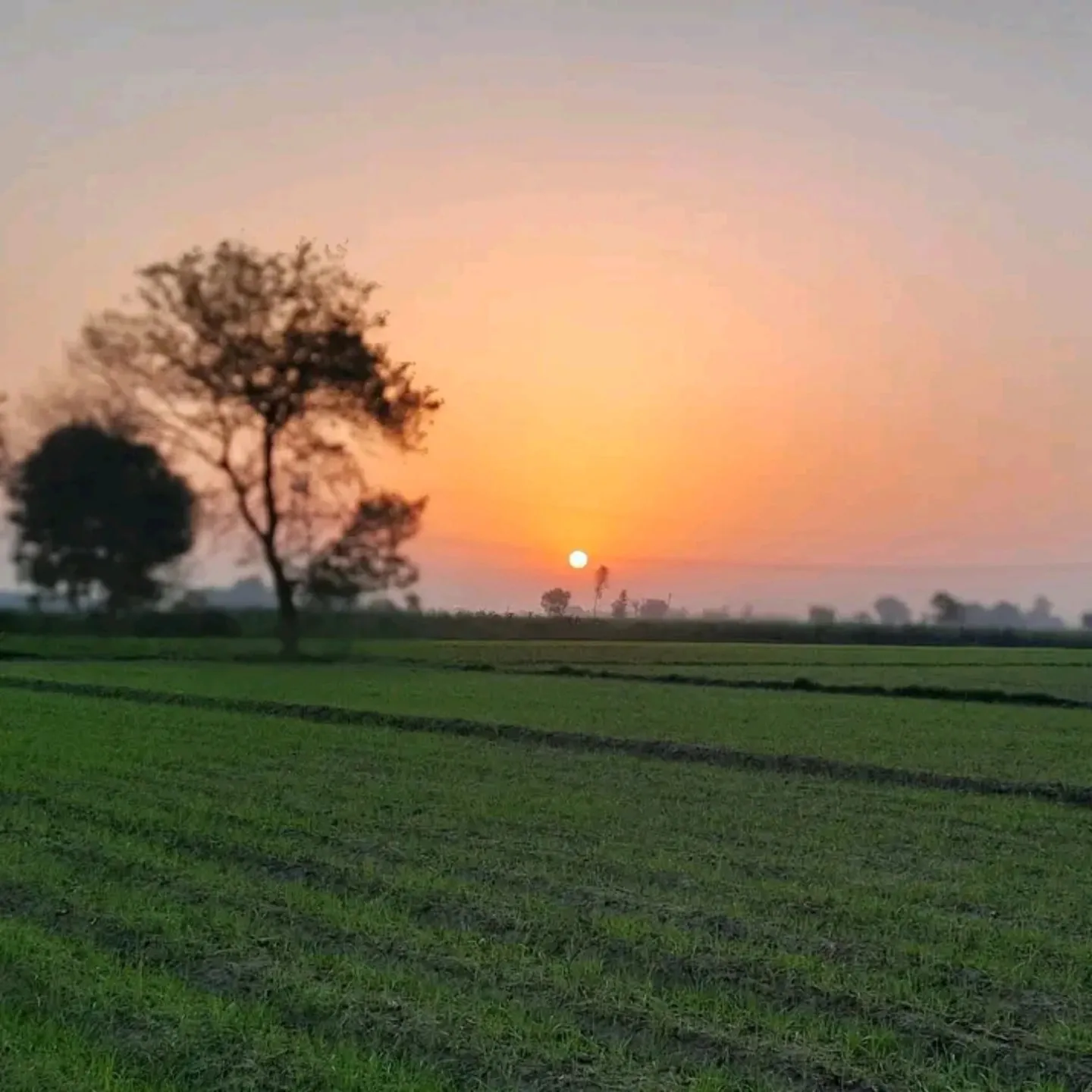 Nitish malik