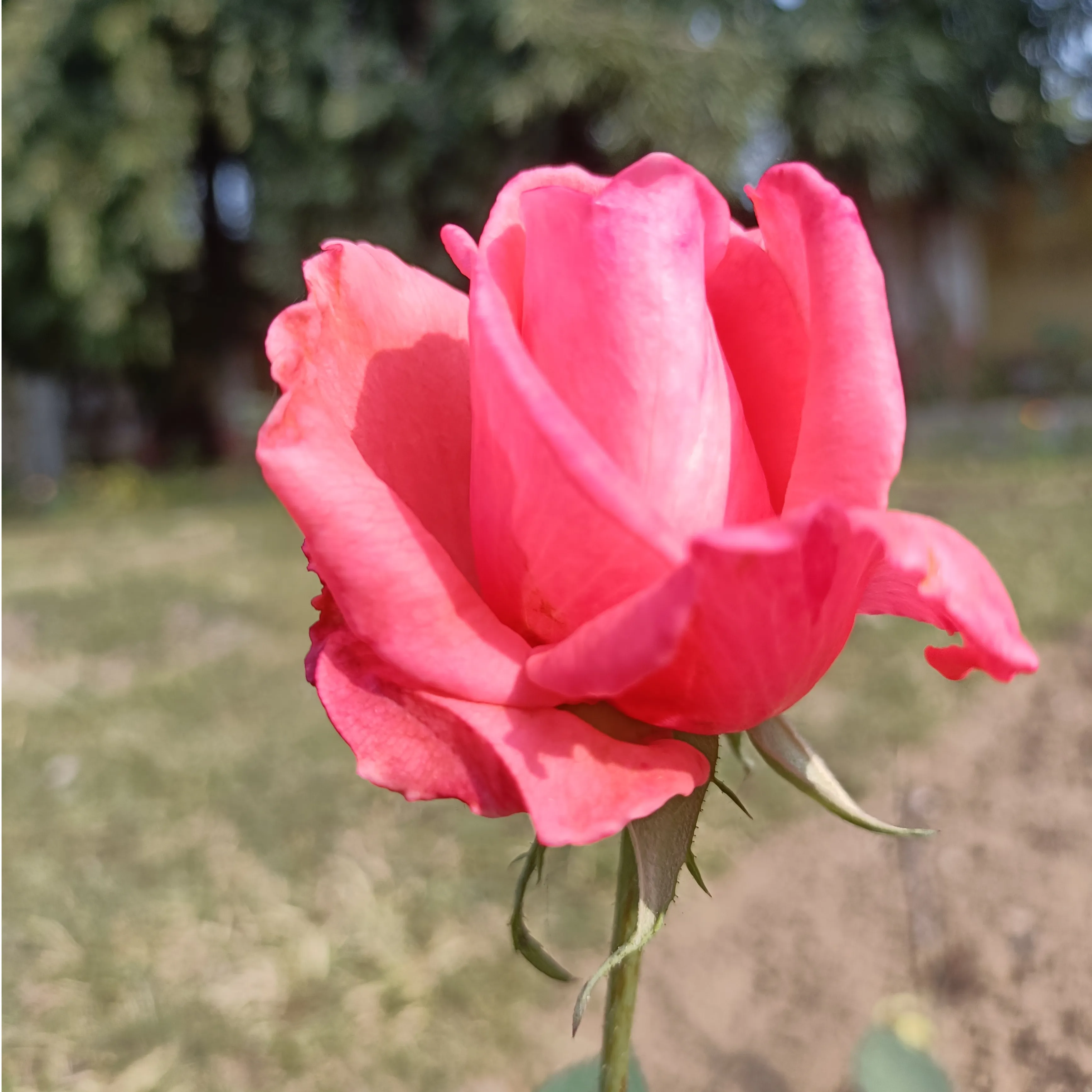Nilesh Kumar