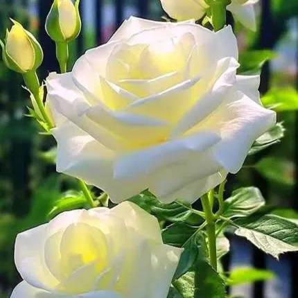 Pradeep Kumar