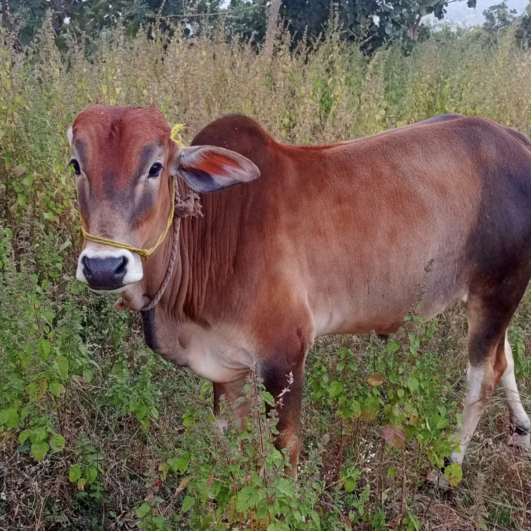 रायपुरे बालाजी