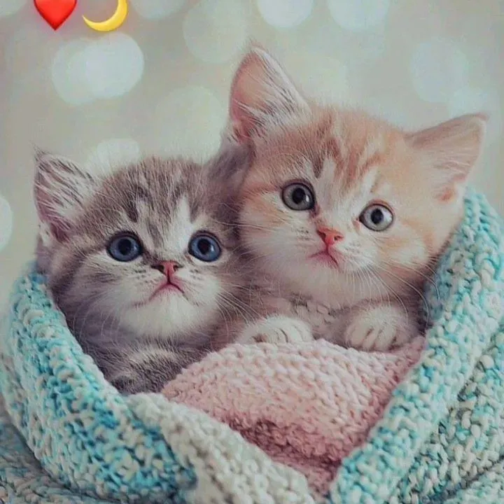 ammu KuttyAliya