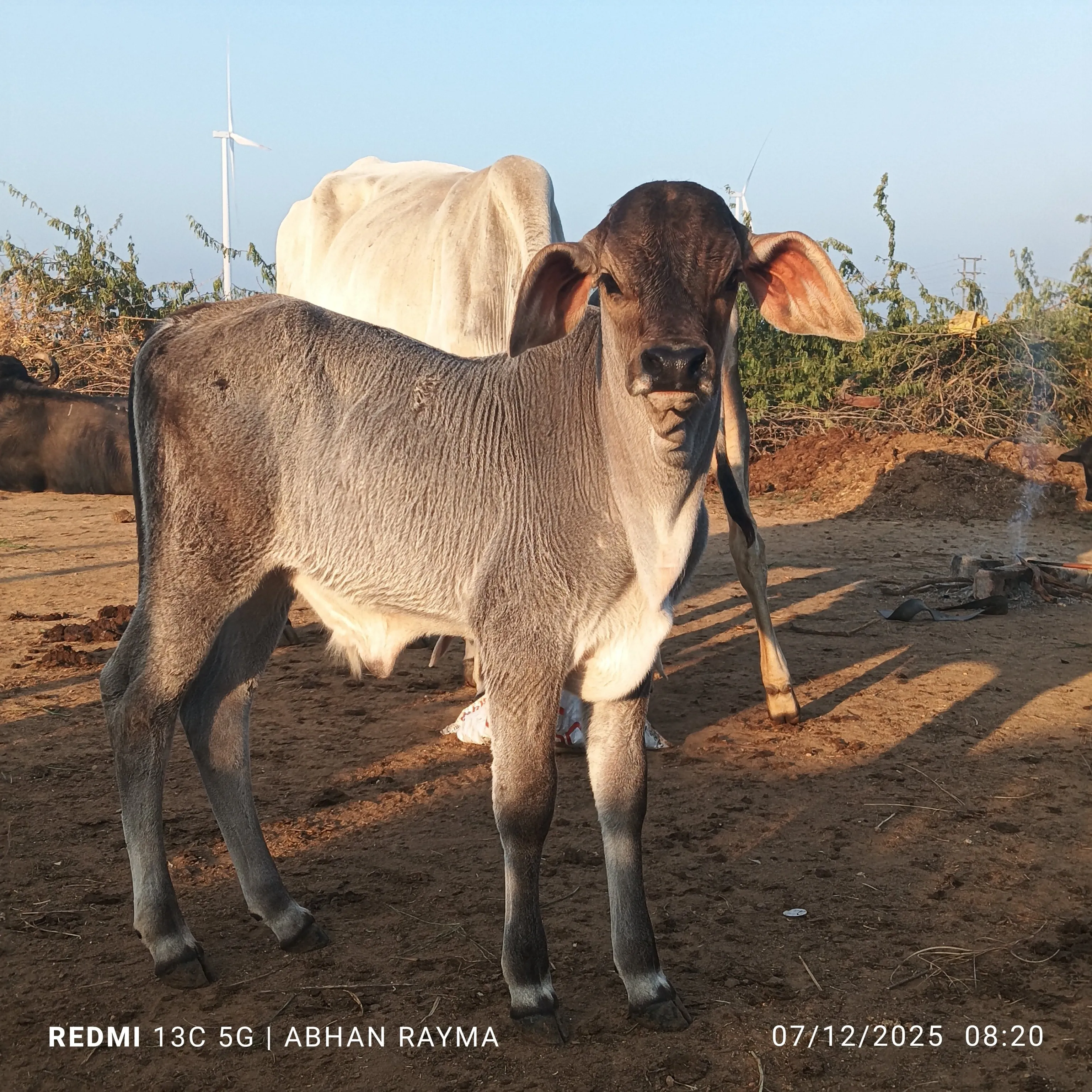 ABHAN RAYMA