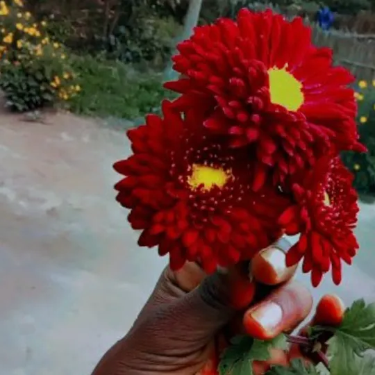 Subboo Prajapati