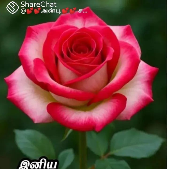 vinoth Vionth