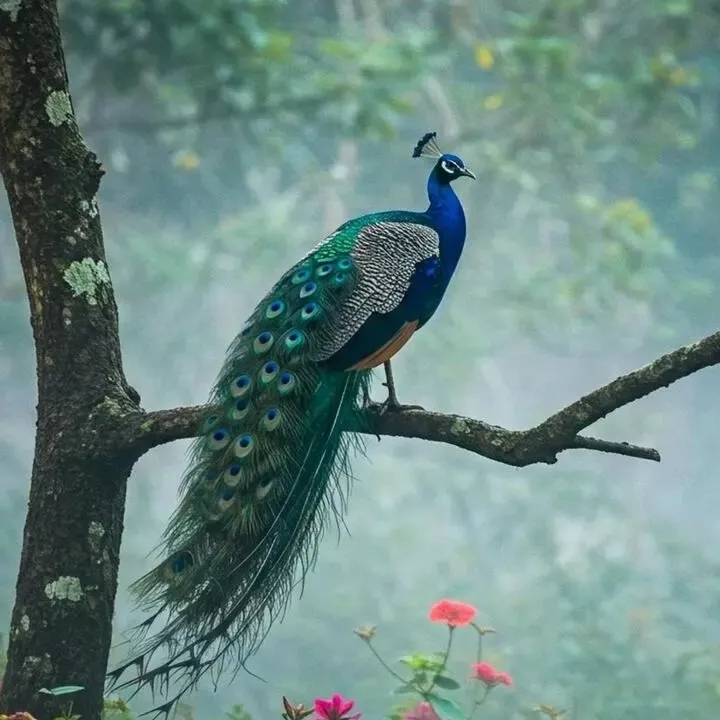 KD CHAUDHARI