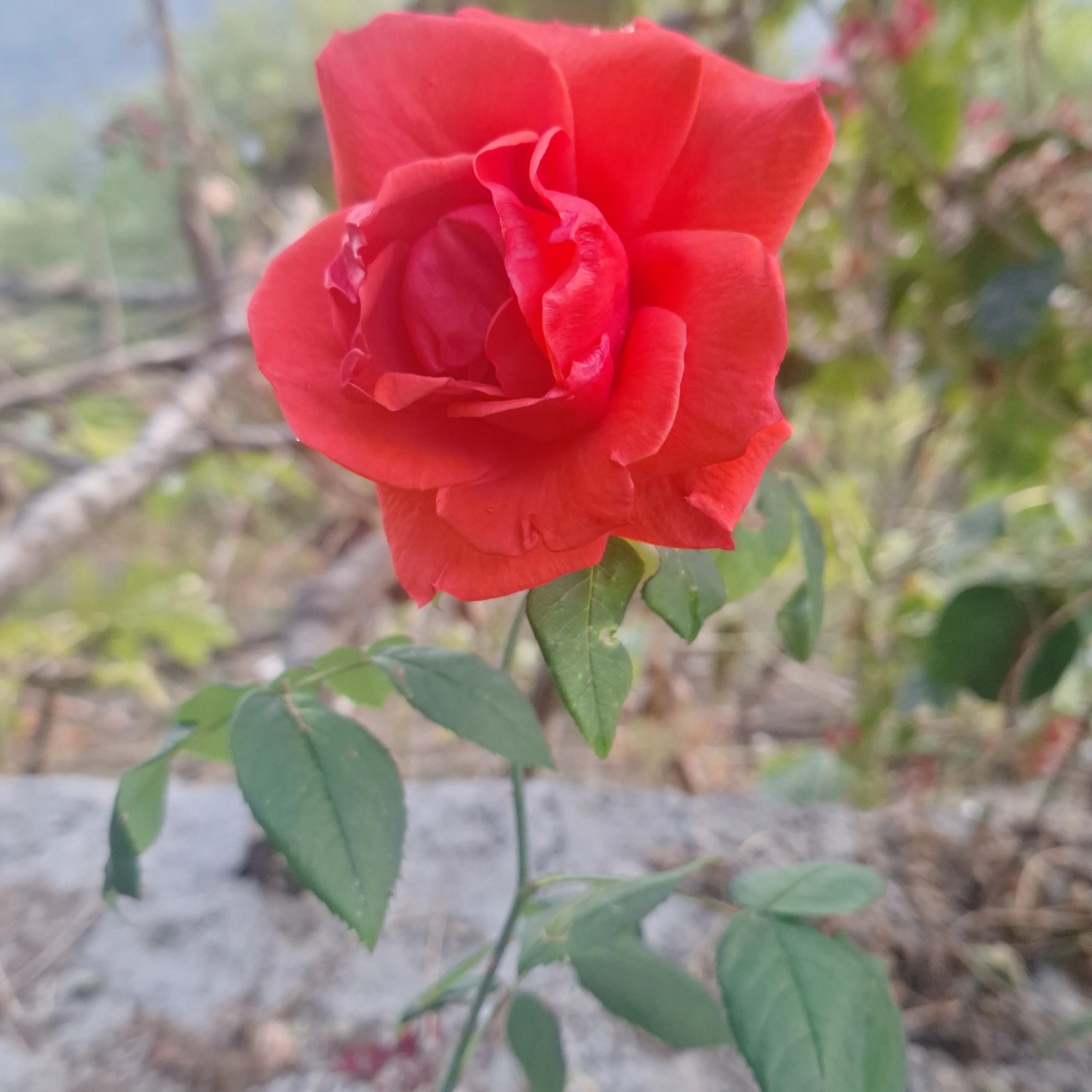 Mohit bisht