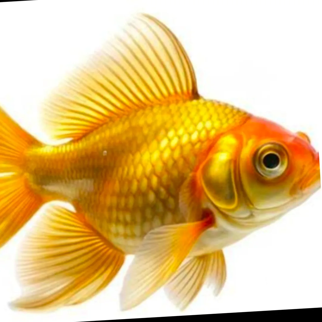 Fishar King
