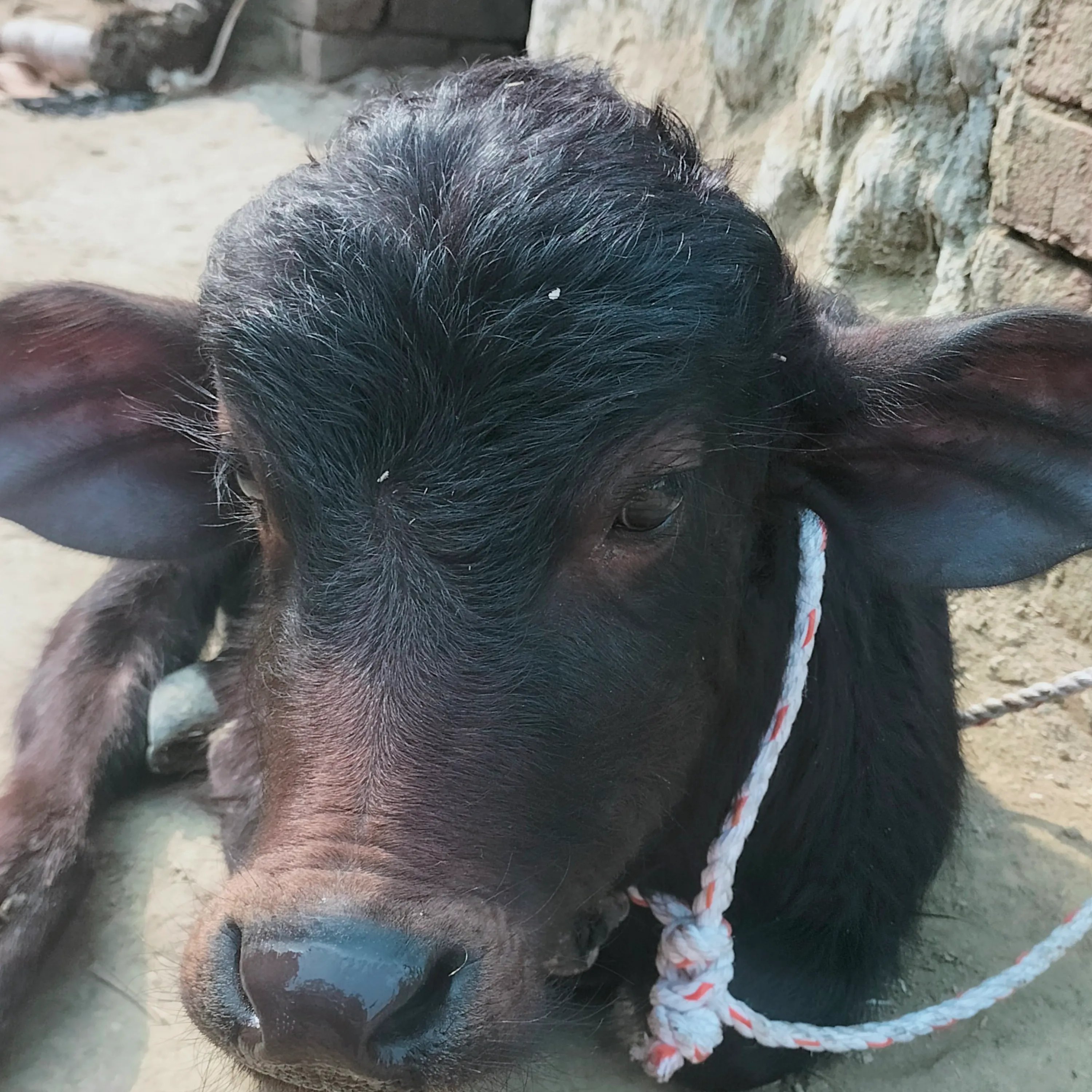 Guddu Yadav