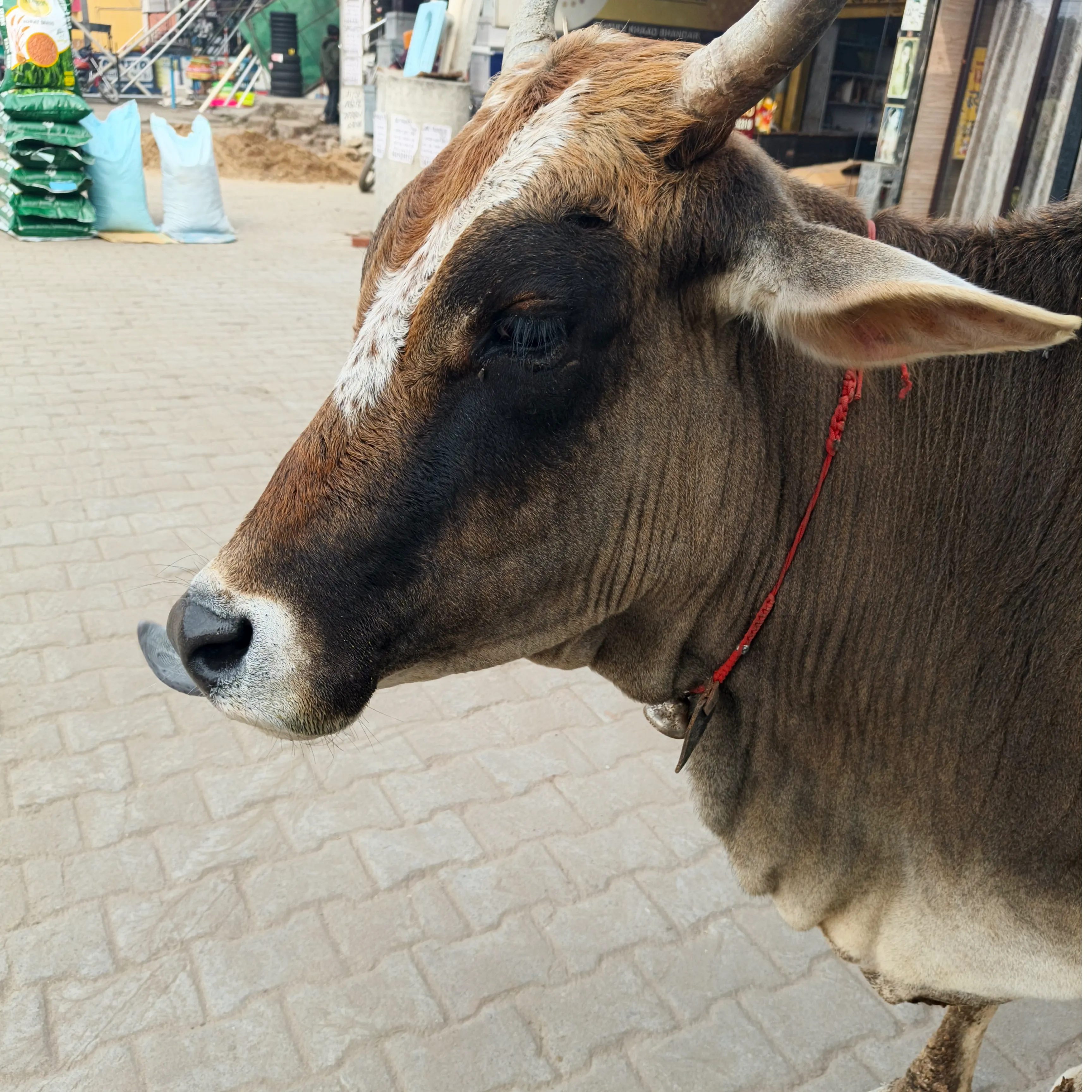 अरविंद अरविंद