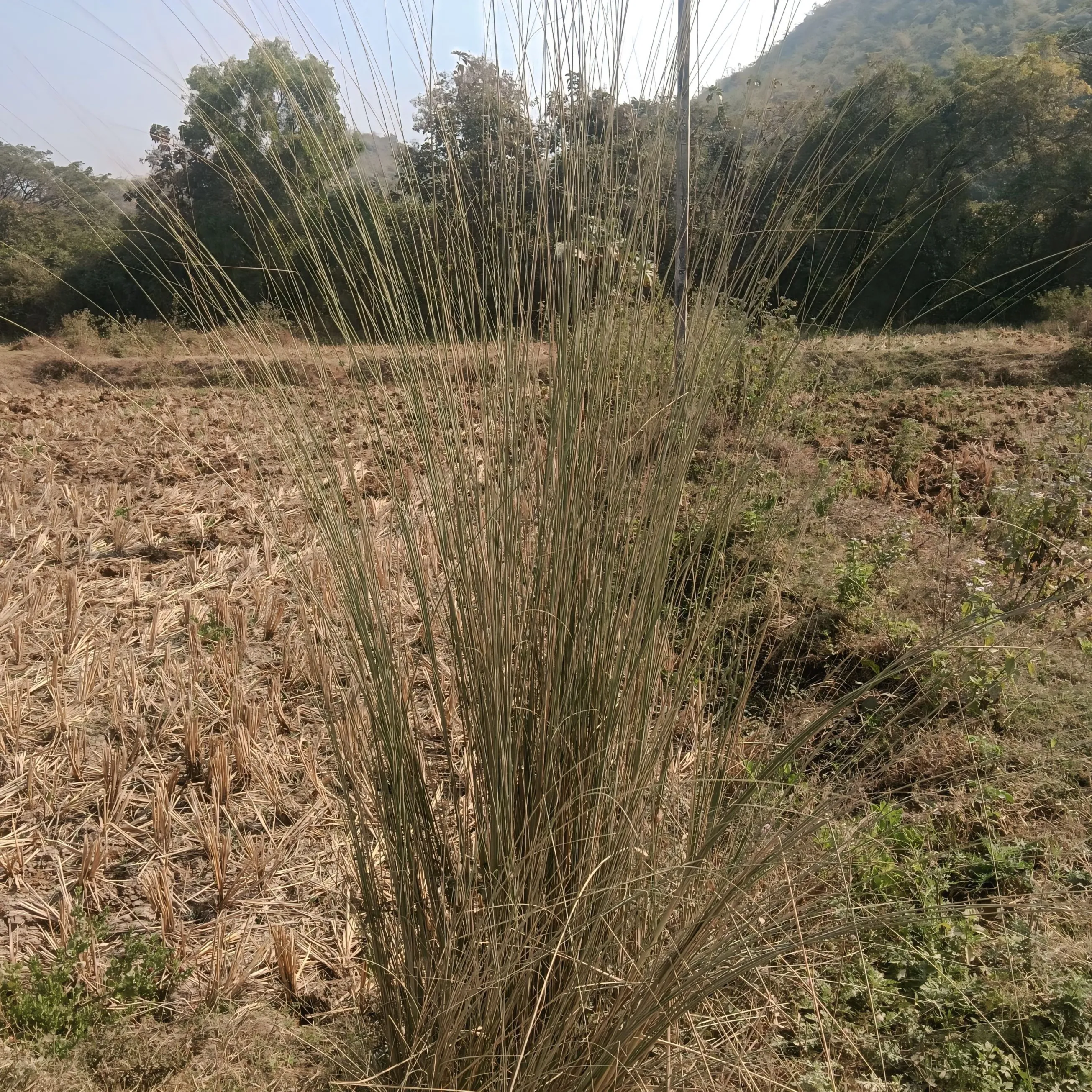 Antuni Kido