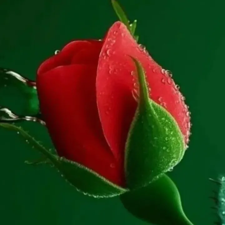sachin maurya