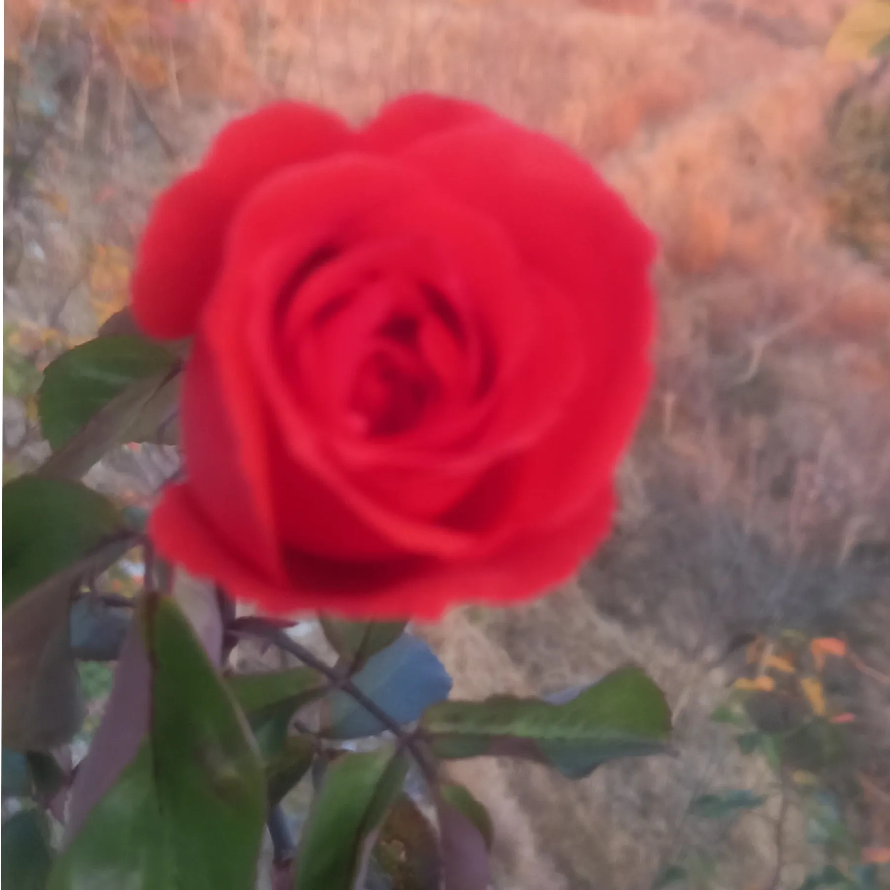 raj bhai