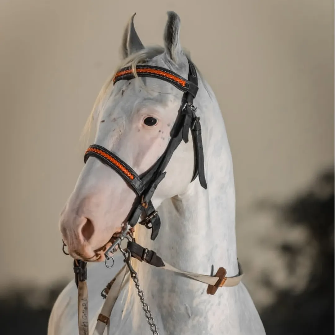 Burak Hours🐴