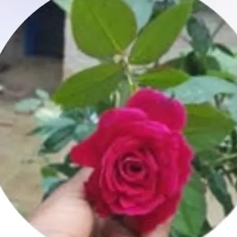 RohitKumar RohitKumar