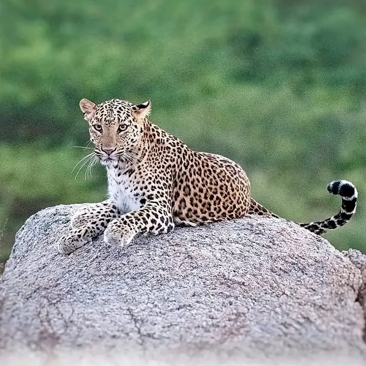 JAWAI RAJASTHAN
