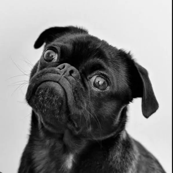 dogs bhai